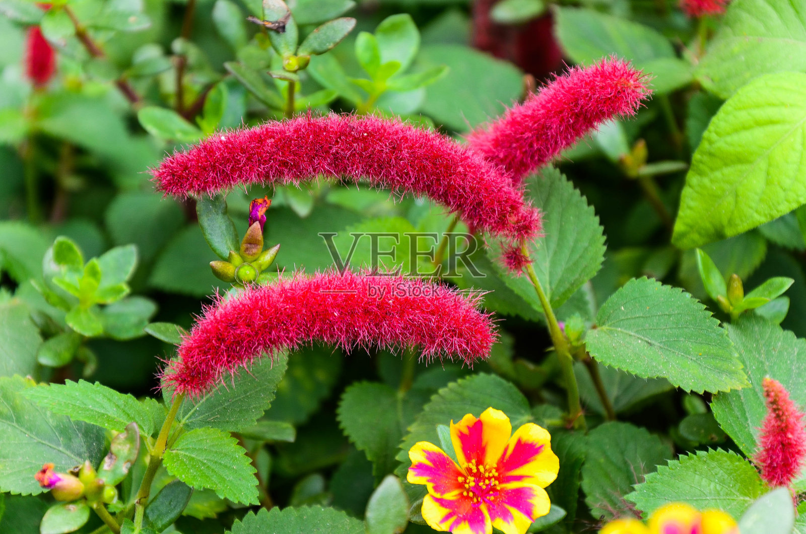 公园里的毛细棘蝇。照片摄影图片