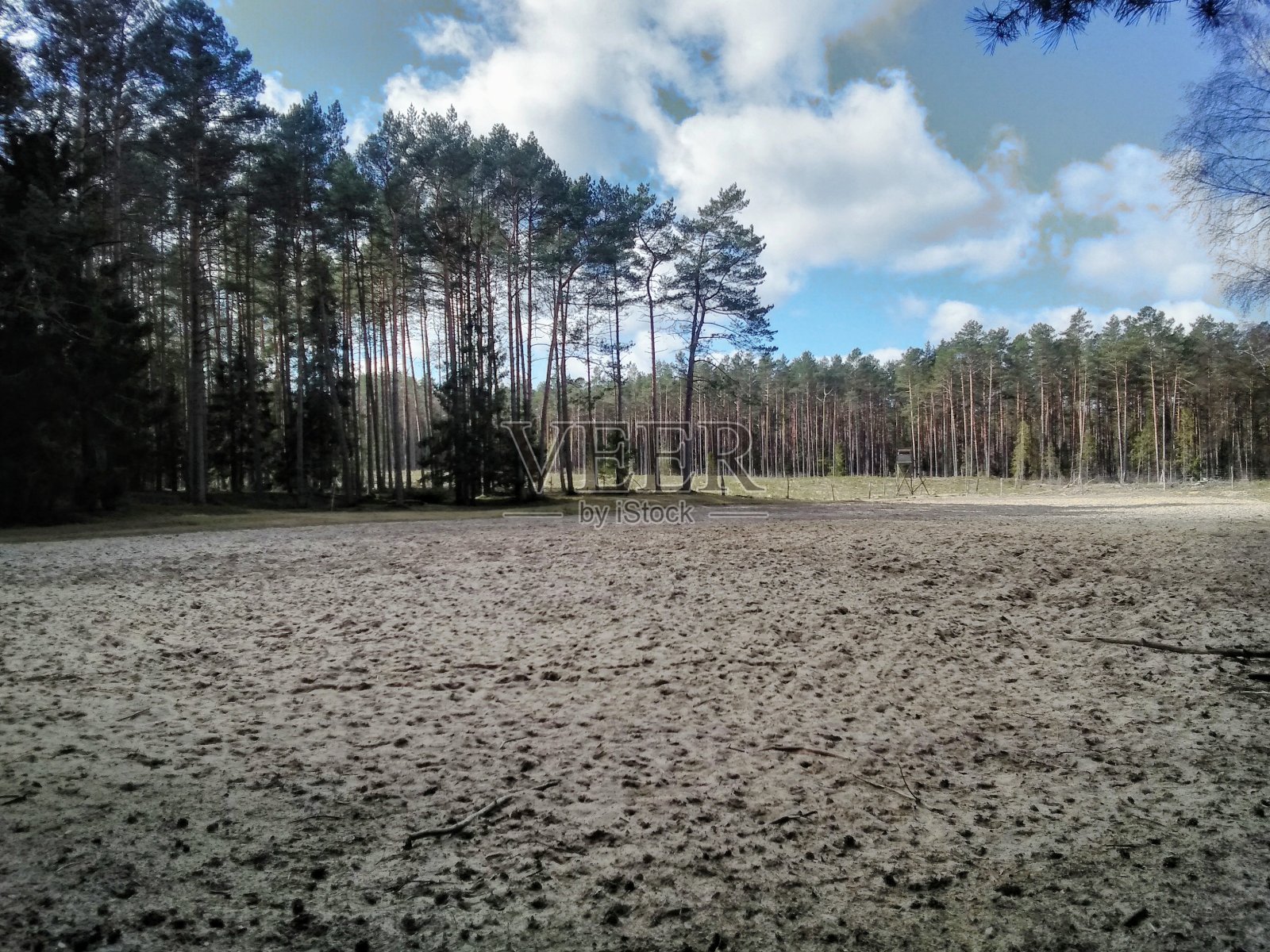 早晨的神奇森林照片摄影图片
