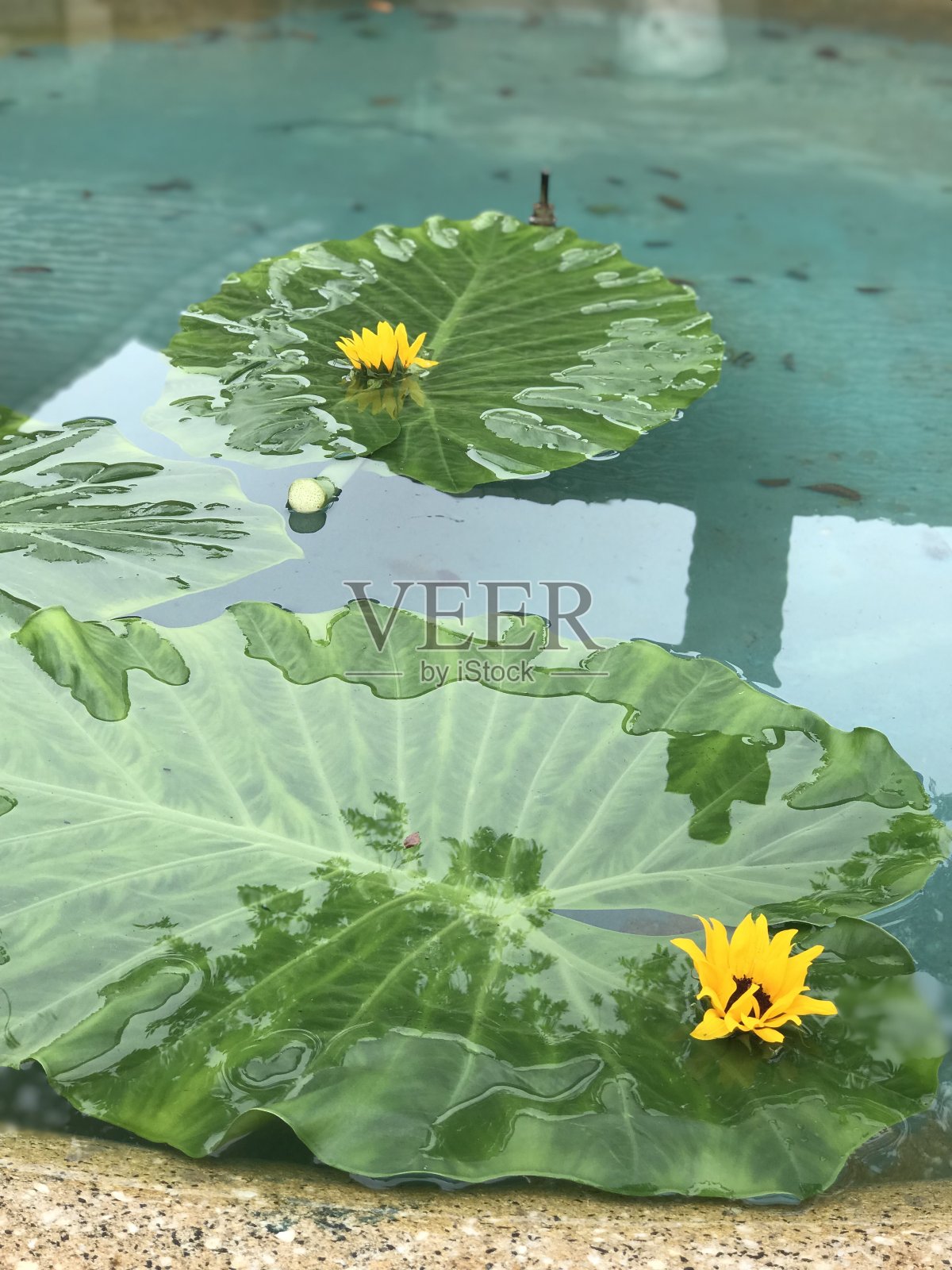 浮动的睡莲叶子照片摄影图片