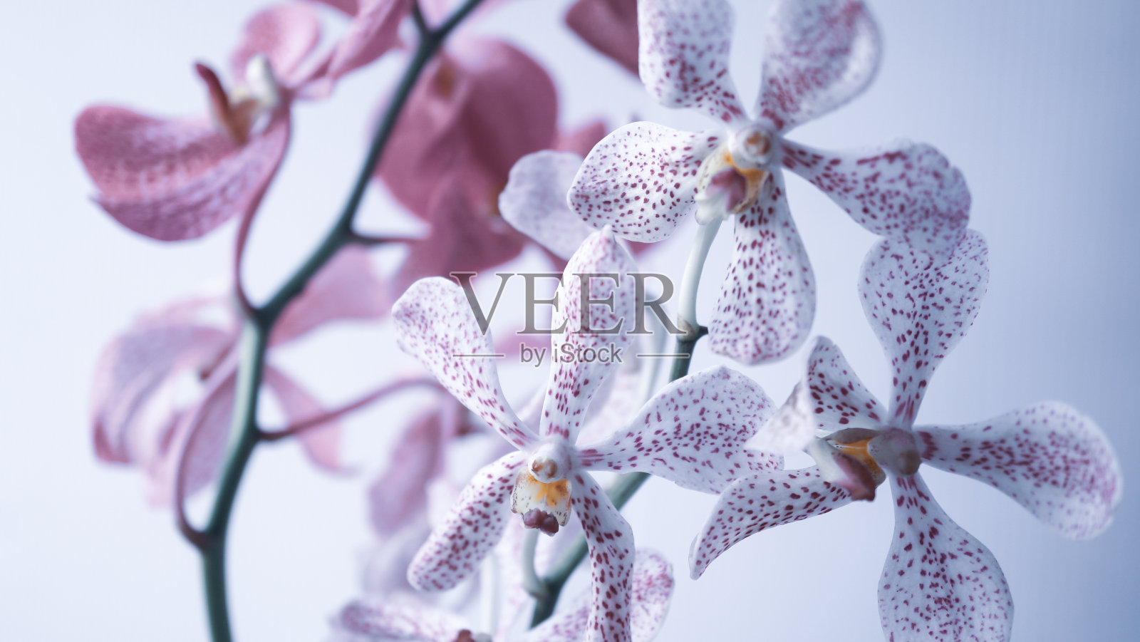 紫罗兰粉兰花软焦点风格的浪漫，婚礼，水疗概念和花卉概念的背景照片摄影图片