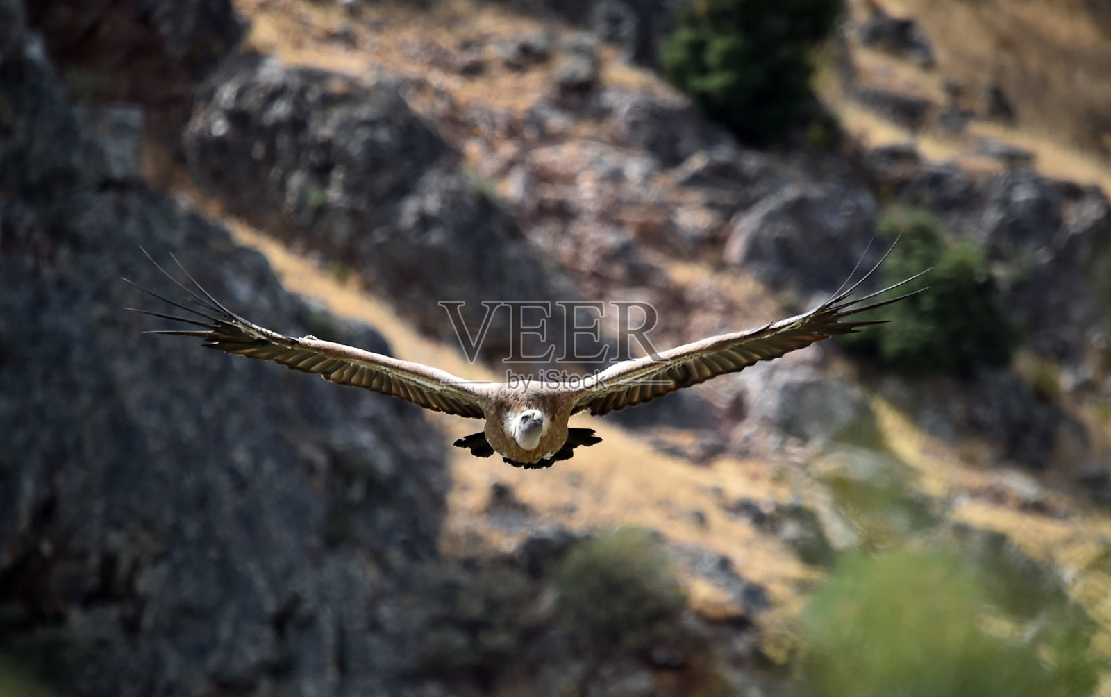 秃鹰照片摄影图片