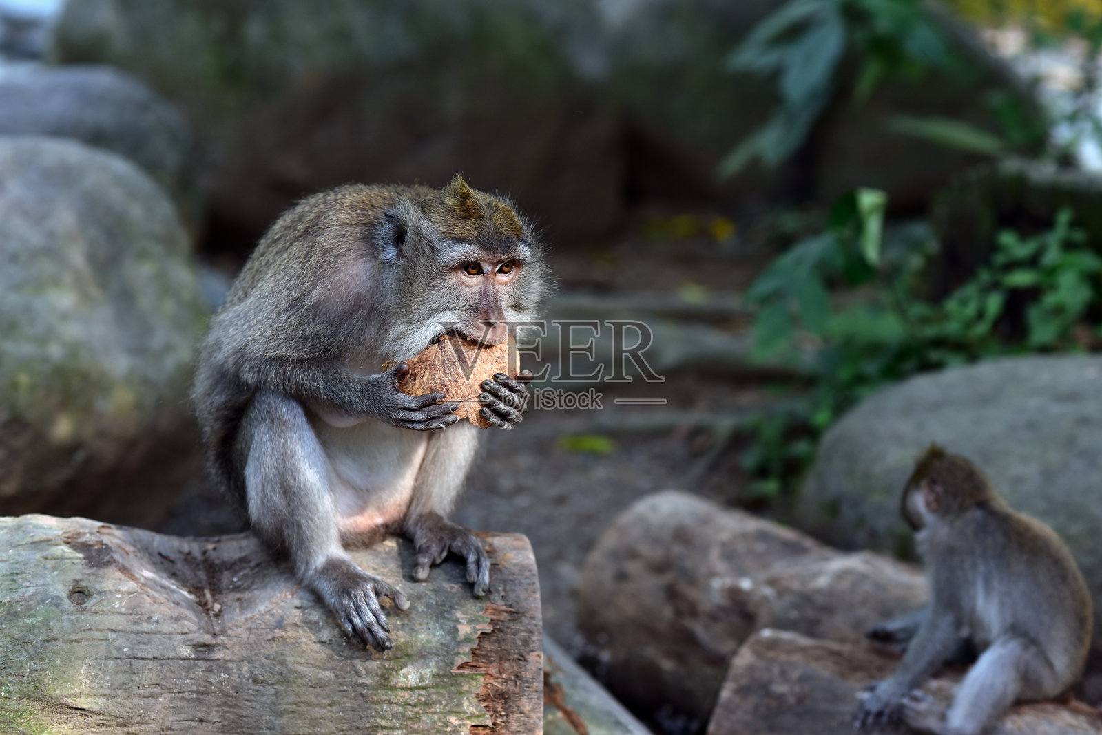 乌布的圣猴森林保护区照片摄影图片
