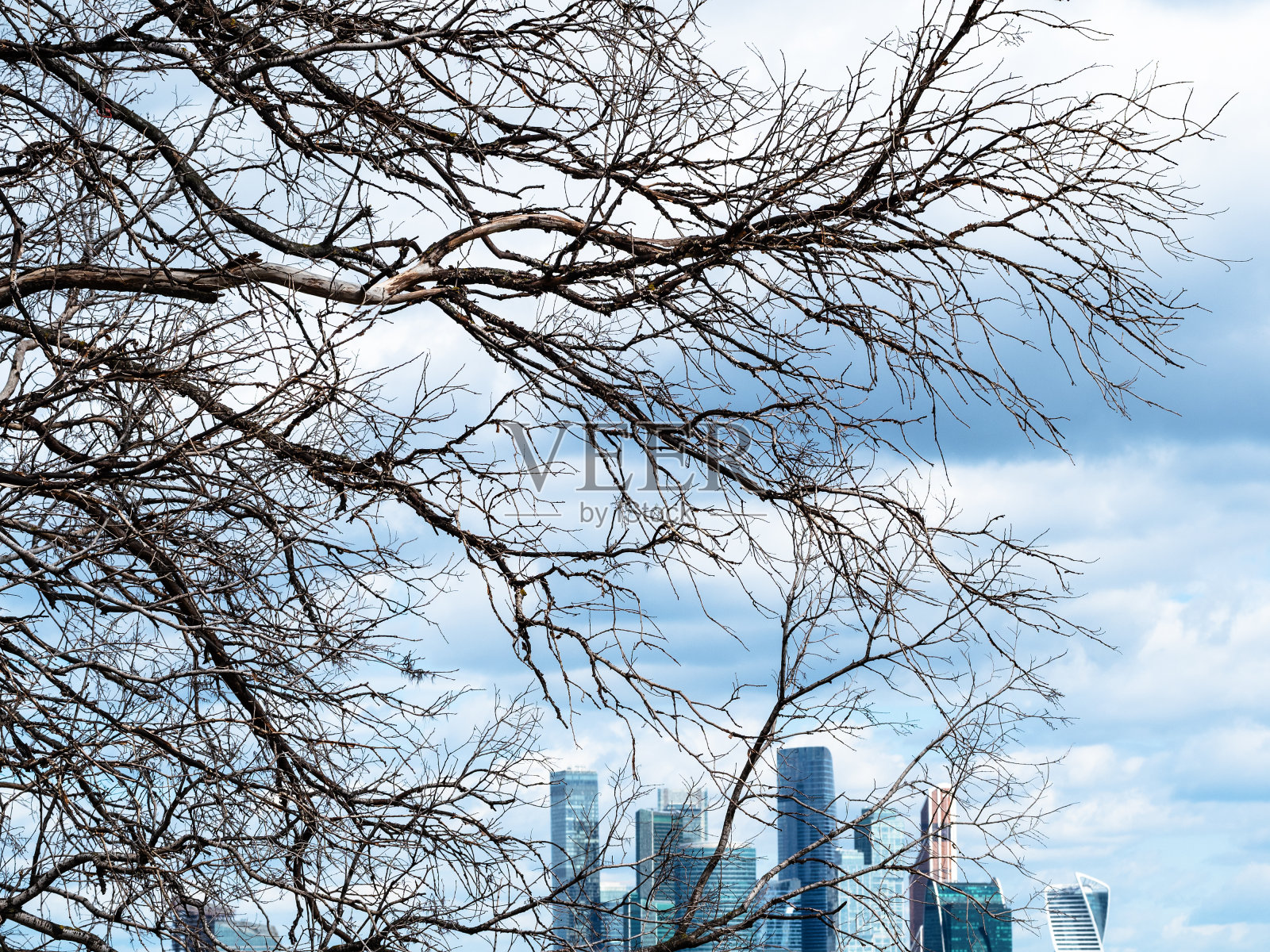 莫斯科城区的枯树和摩天大楼照片摄影图片