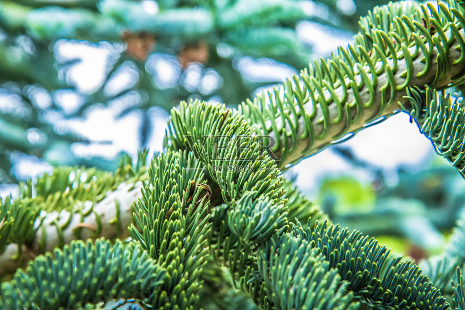 松照片摄影图片