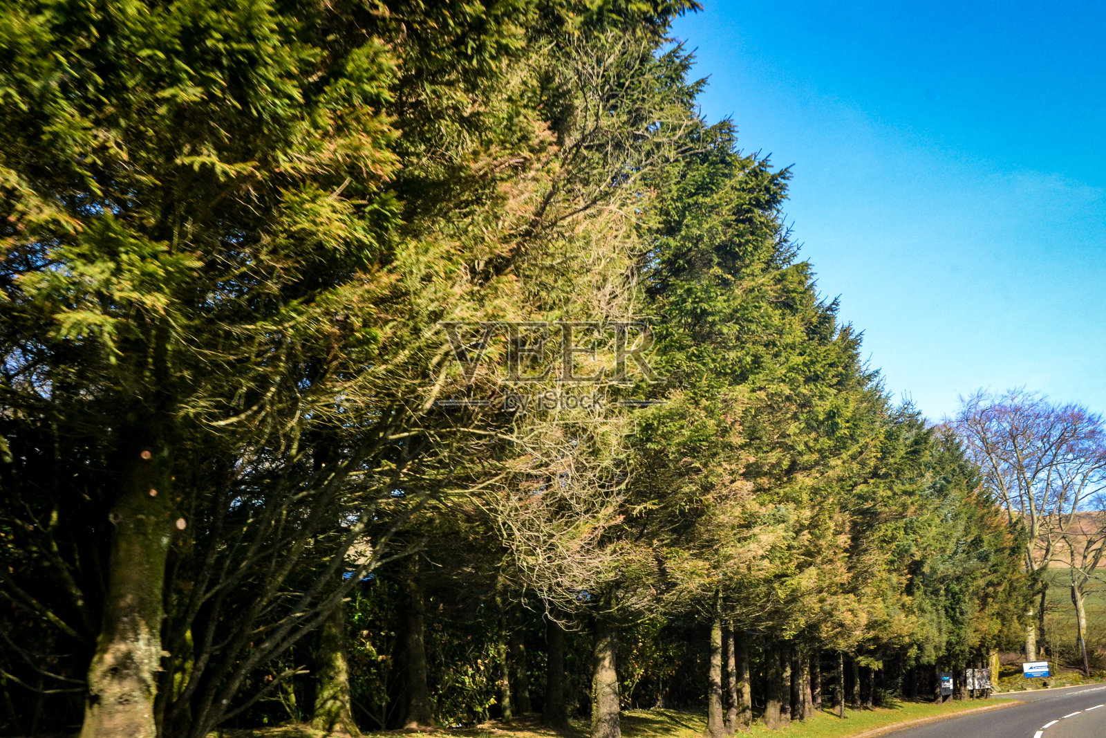 山上的树木照片摄影图片