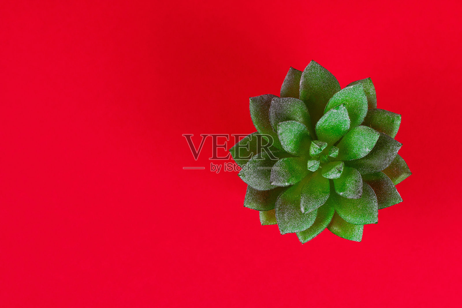 人工绿色多肉在一个金壶从马桶袖子上红紫红色的背景。照片摄影图片