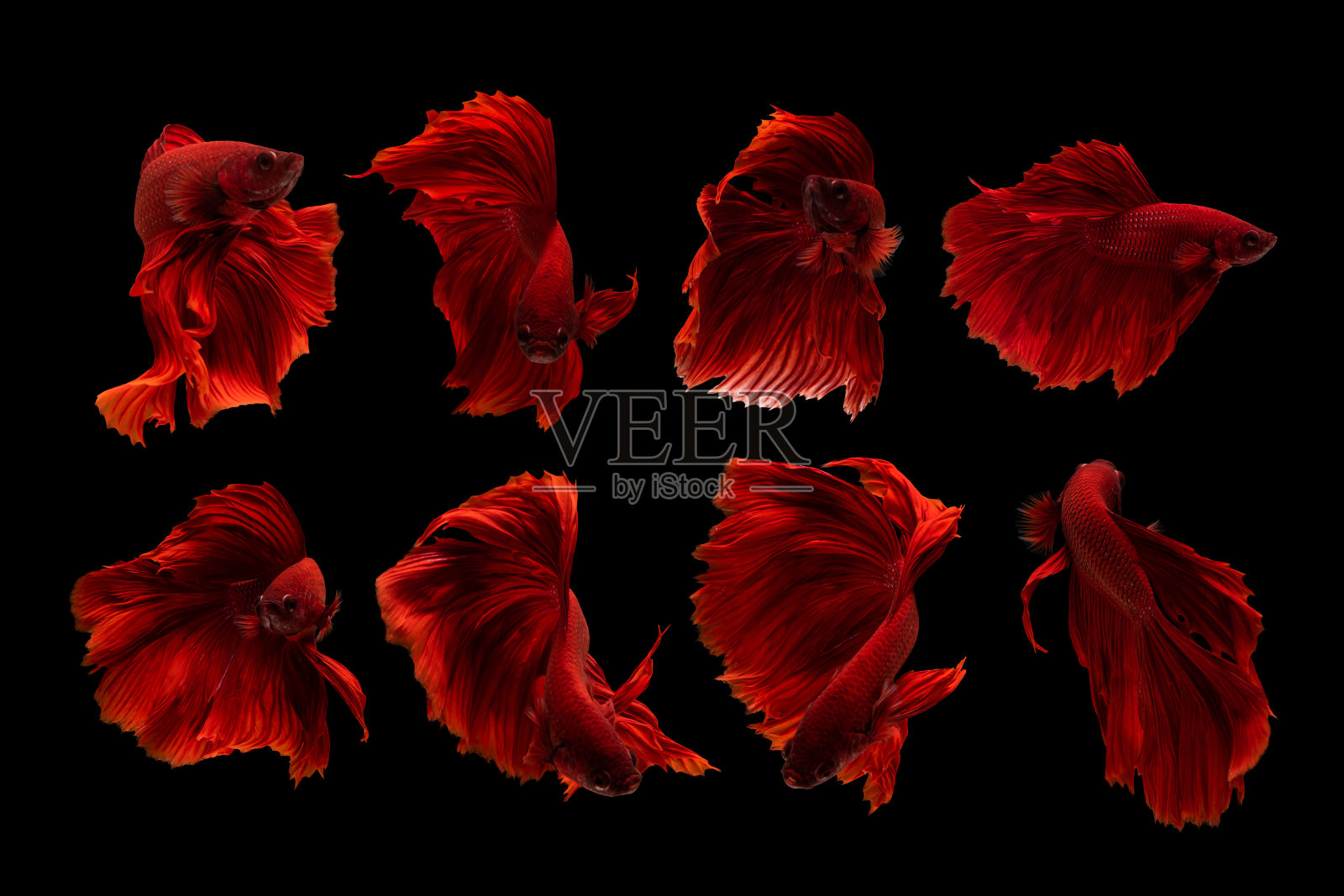 一组红色半月长尾斗鱼孤立在黑色背景与剪切路径。照片摄影图片