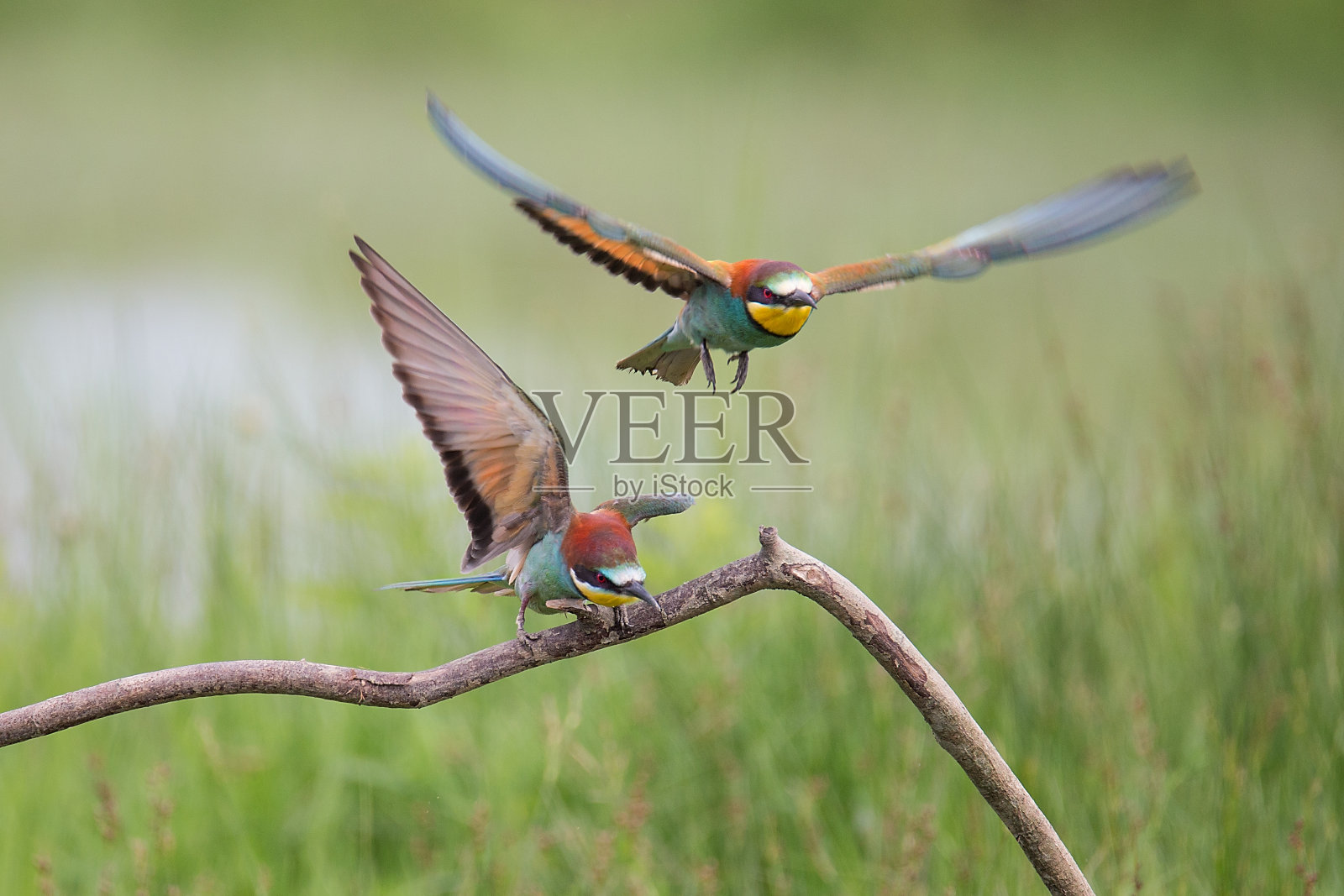 在树枝上交配的欧洲蜂食鸟(蜂食鸟)照片摄影图片