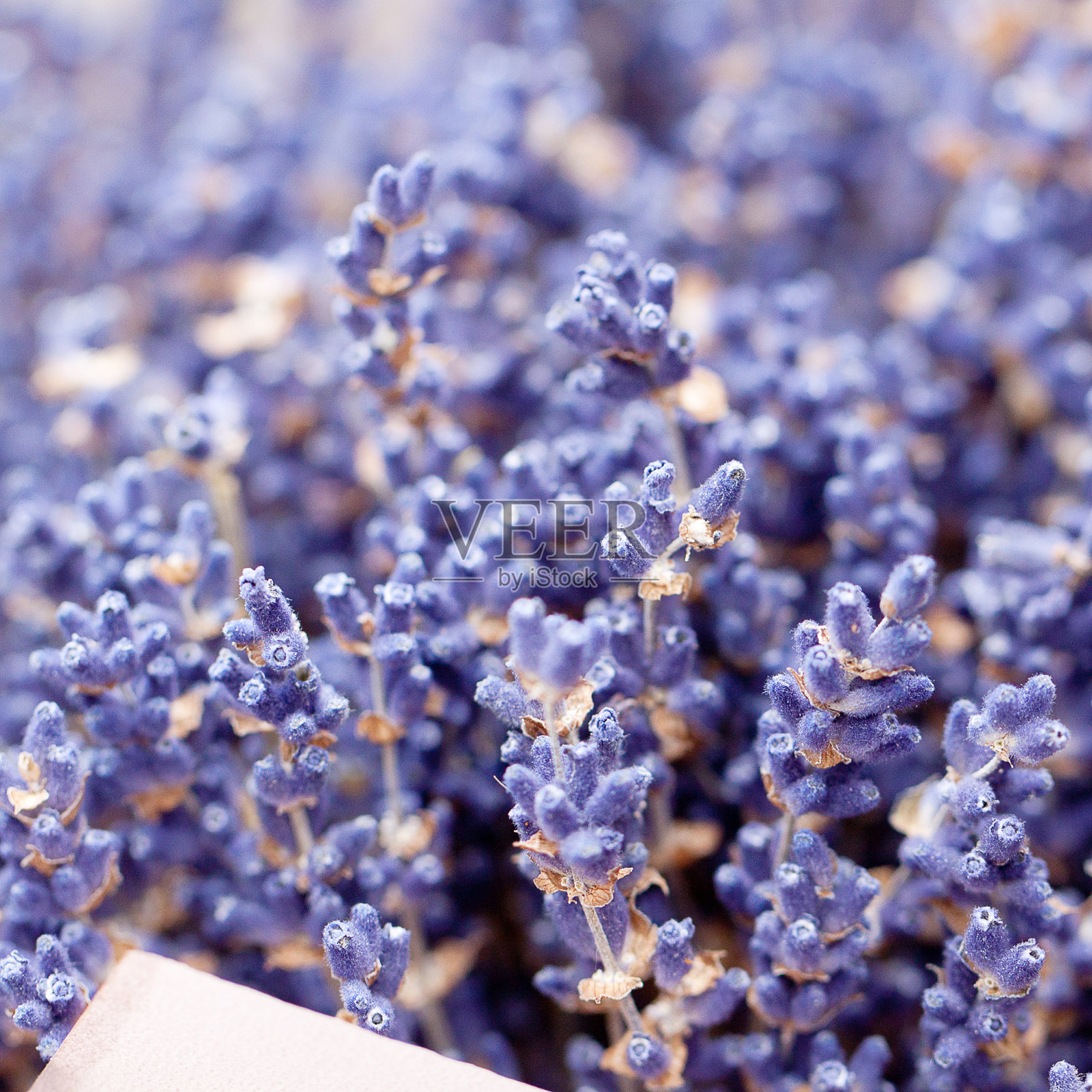 一束干燥的薰衣草芳香疗法照片摄影图片