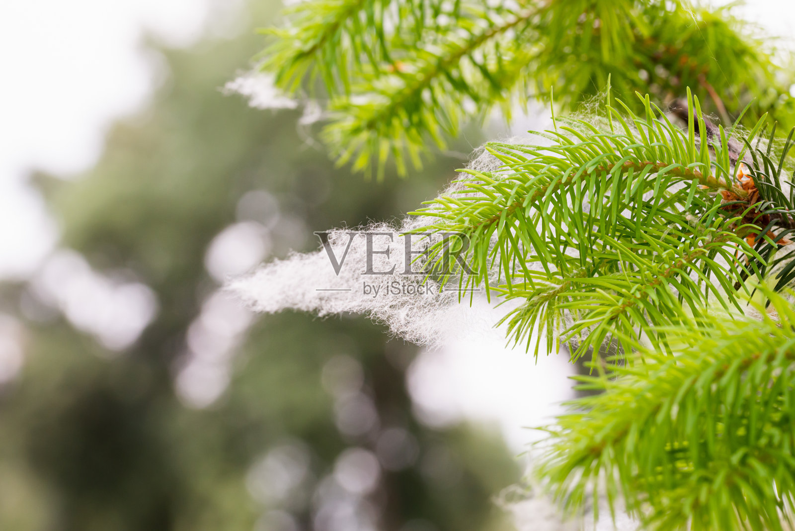 被困在松针里的杨树种子照片摄影图片