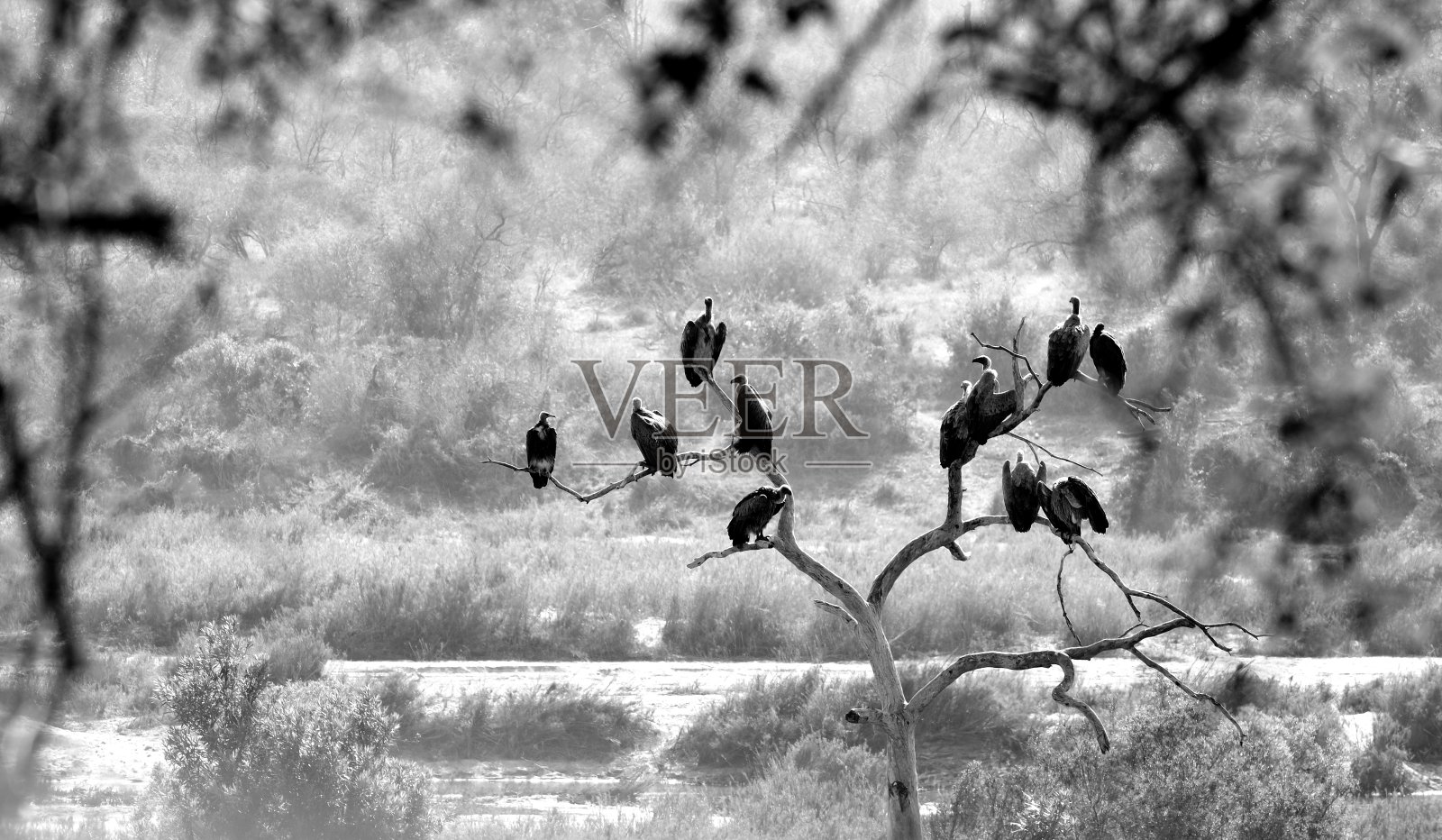 秃鹰照片摄影图片