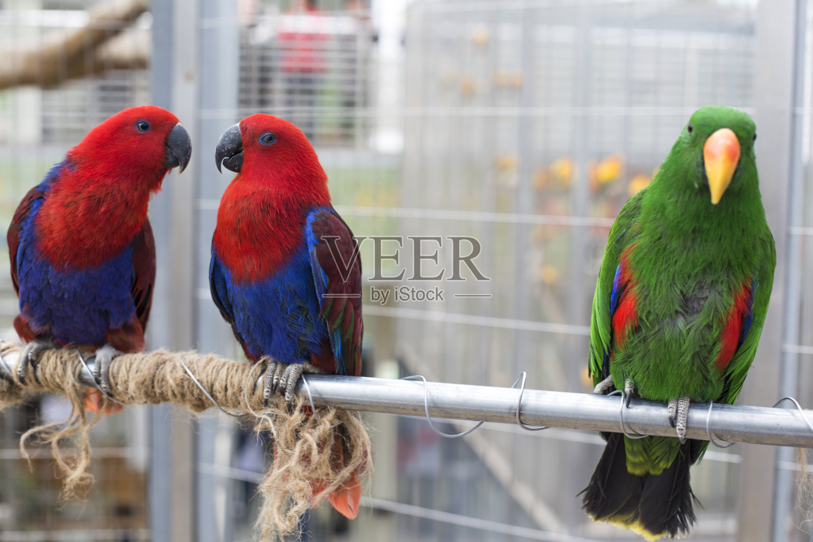 两只五颜六色的鹦鹉坐在树枝上。情侣鹦鹉坐在一起。照片摄影图片