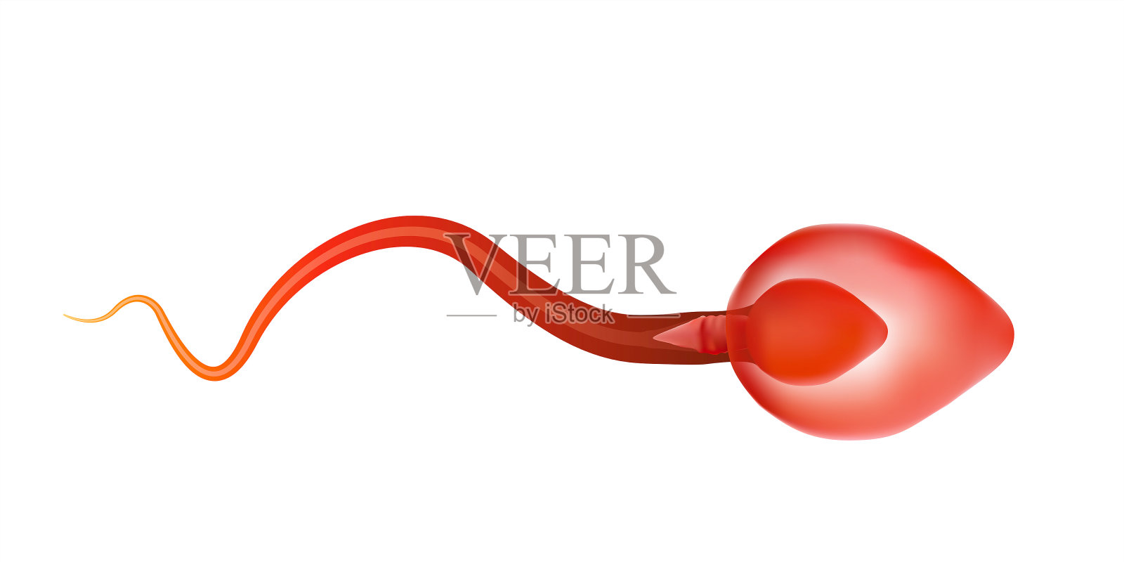 一个精子是人类精液。在白色的背后插画图片素材