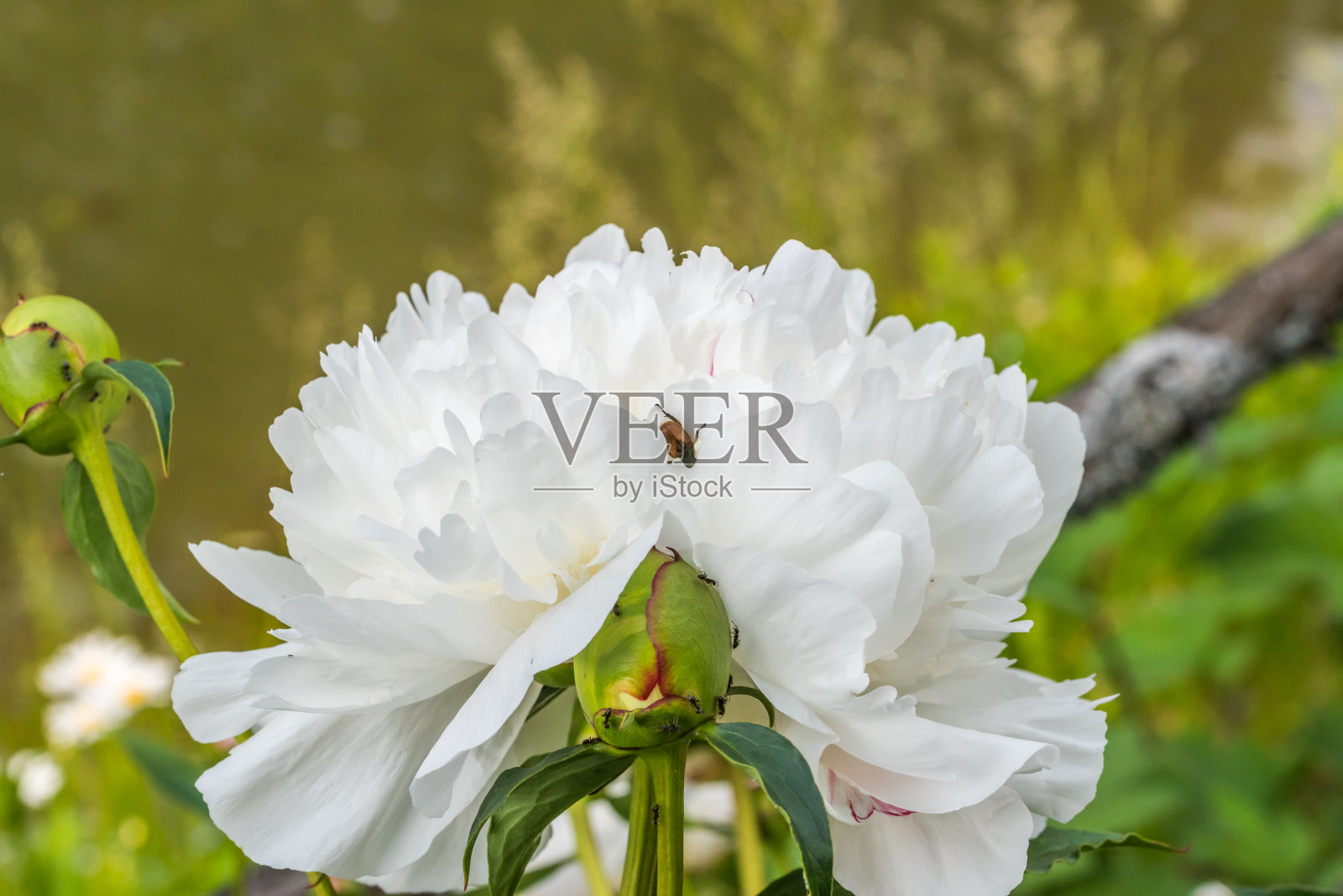 一个夏天的大白花和昆虫的特写照片摄影图片