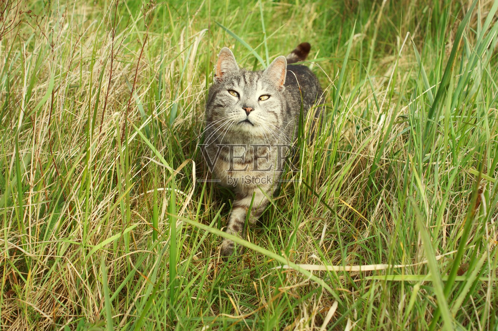 细节中的美丽猫照片摄影图片