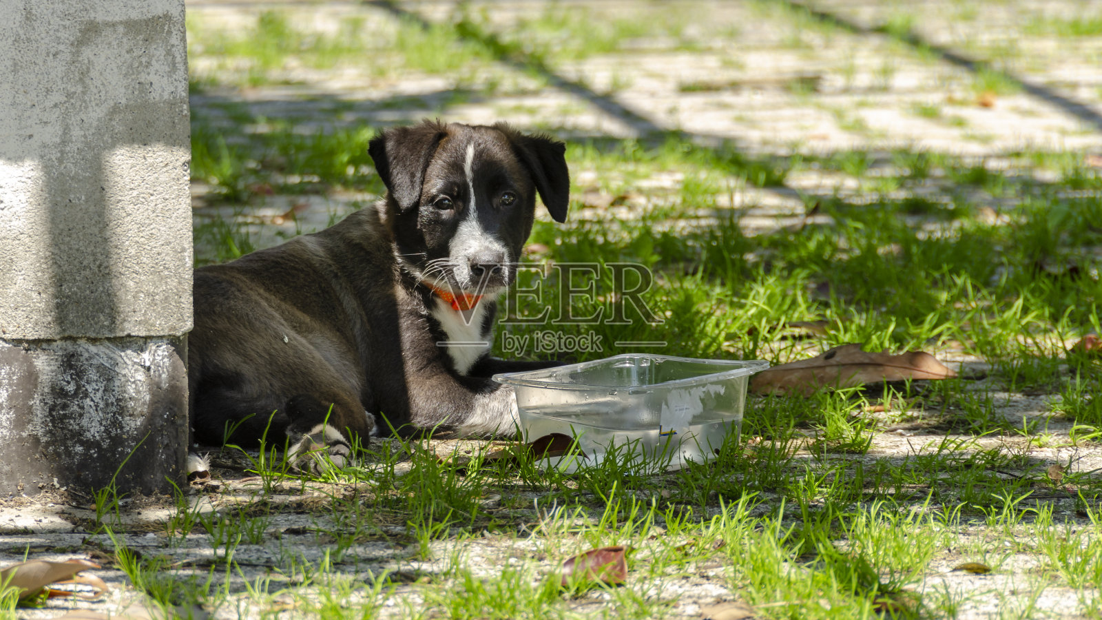 小狗狗照片摄影图片