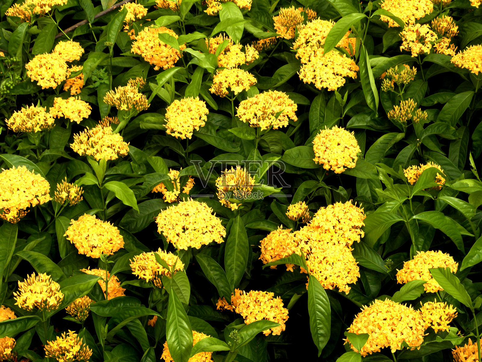 黄色的花代表春天的到来照片摄影图片