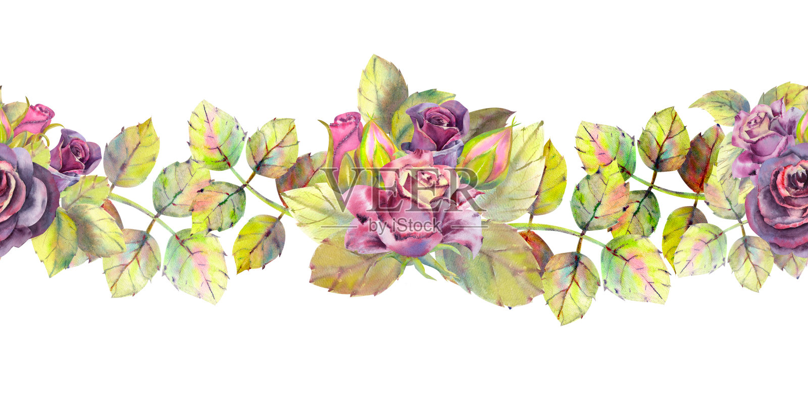 黑玫瑰，花蕾，叶子。重复夏季横缘。植物的水彩。用于贺卡或请柬设计的水彩画。插图。插画图片素材