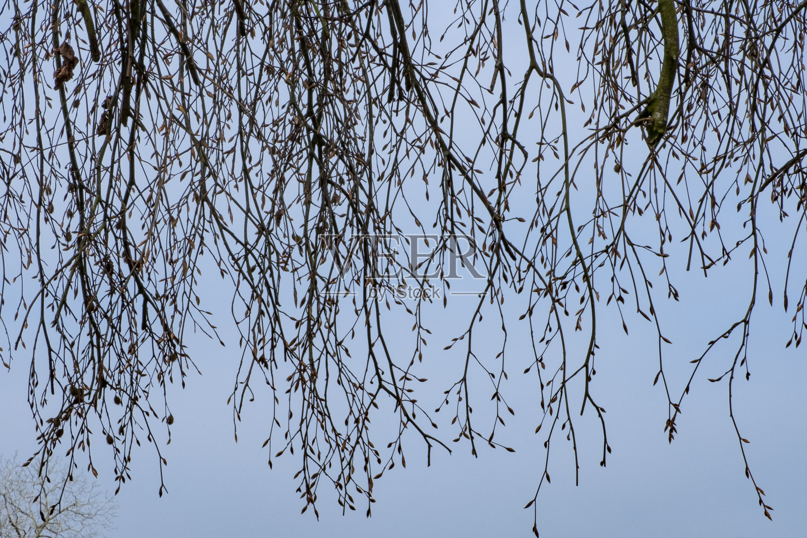光秃秃的树枝，冬天的树照片摄影图片