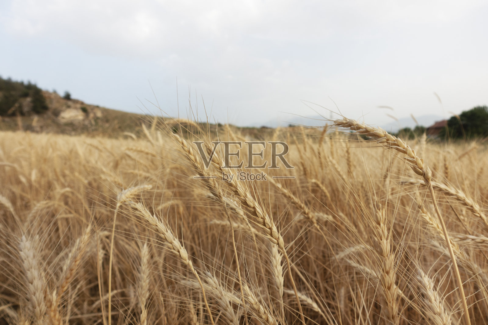 金色的麦田和阳光明媚的日子照片摄影图片