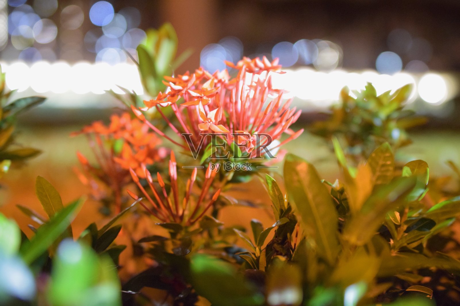 红色的花照片摄影图片