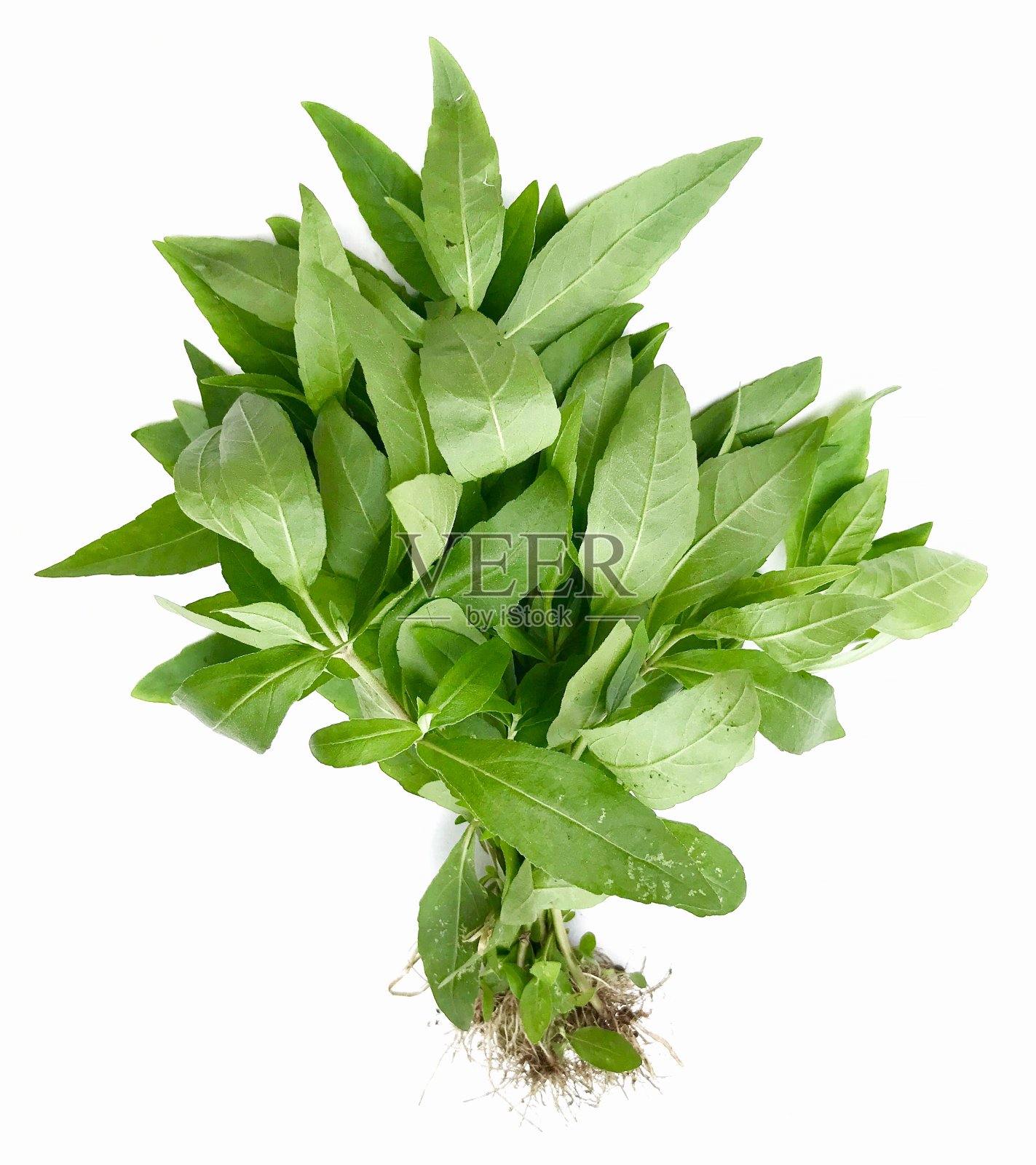 墨旱莲prostrata植物照片摄影图片