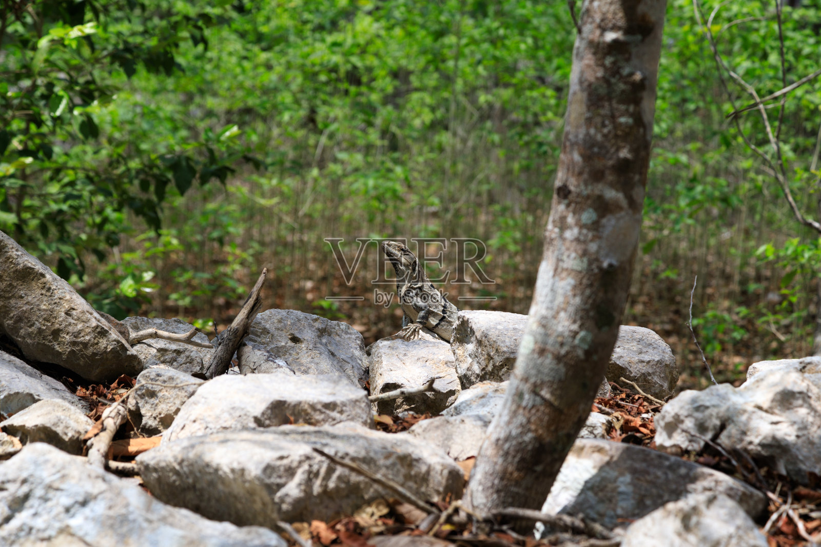 墨西哥尤卡坦丛林中的鬣蜥照片摄影图片