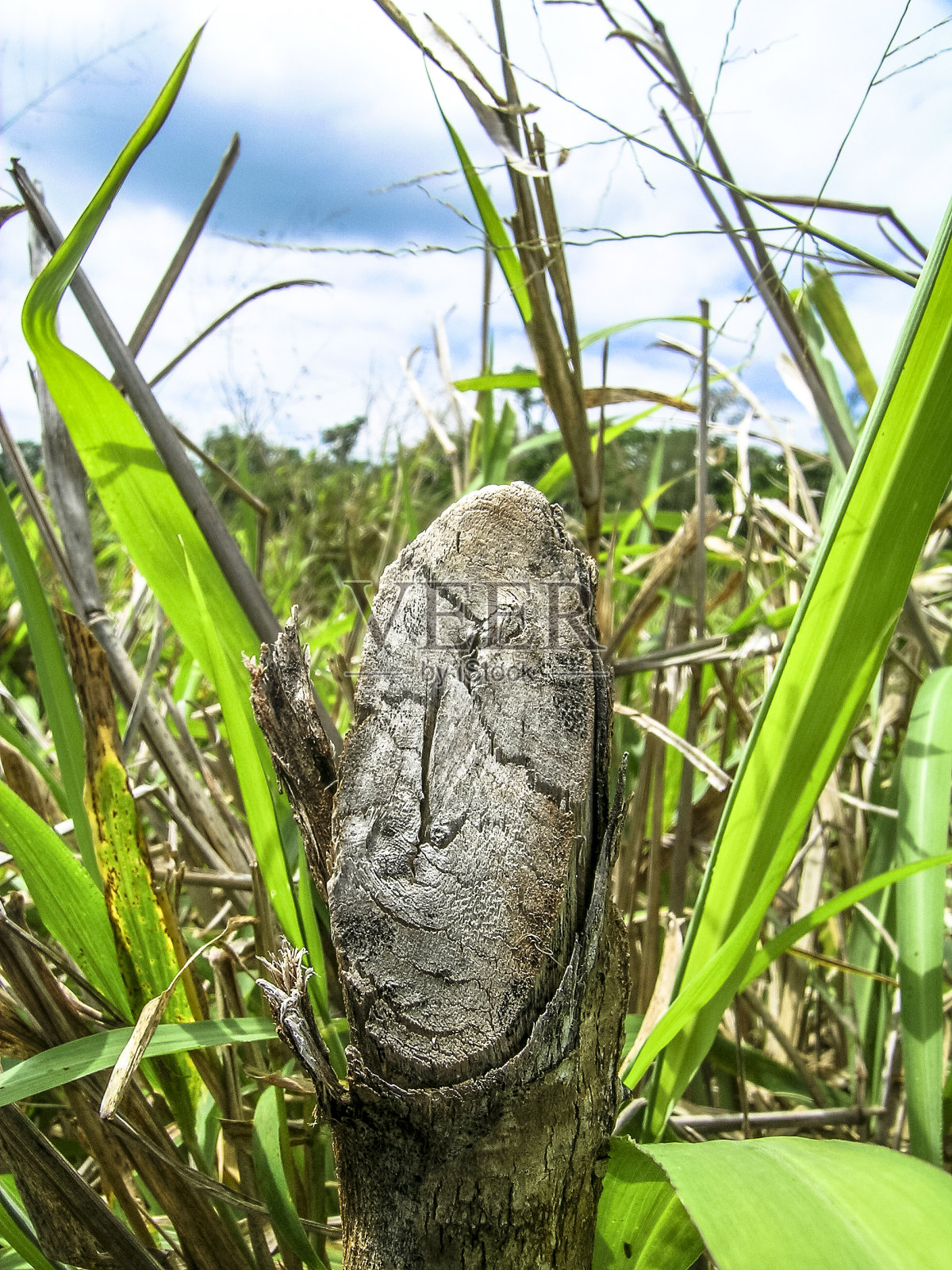 有入侵植物和树桩出没的牧场照片摄影图片