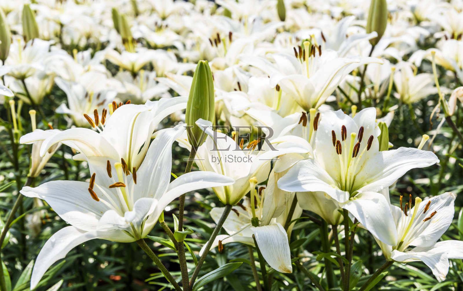 粉色百合的花照片摄影图片