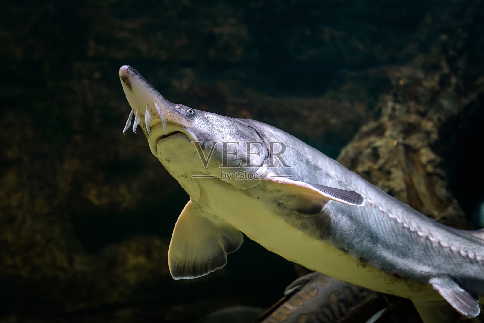 鲟鱼游泳水下照片摄影图片