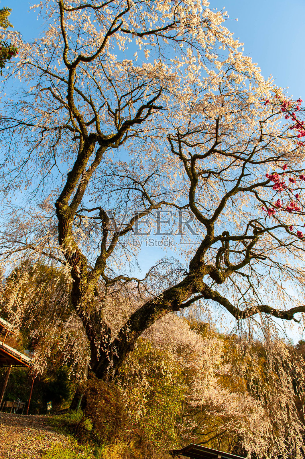 樱花在蓝天的映衬下盛开照片摄影图片