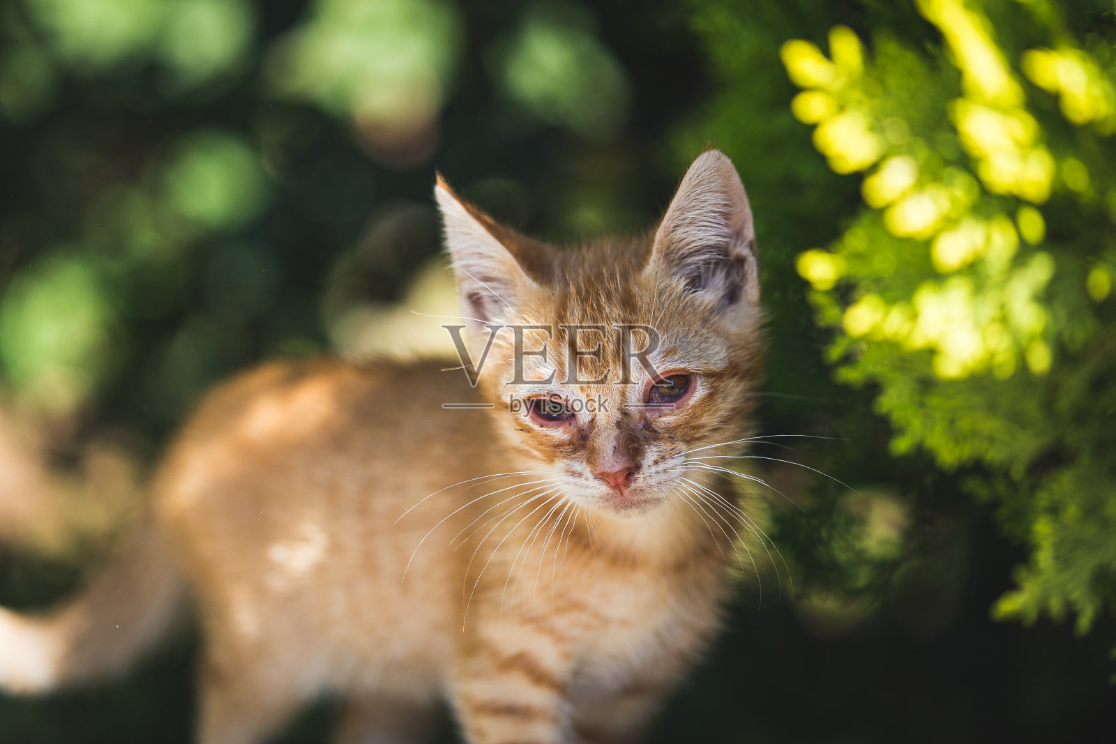 可爱的小猫宠物画像在绿色的花园照片摄影图片