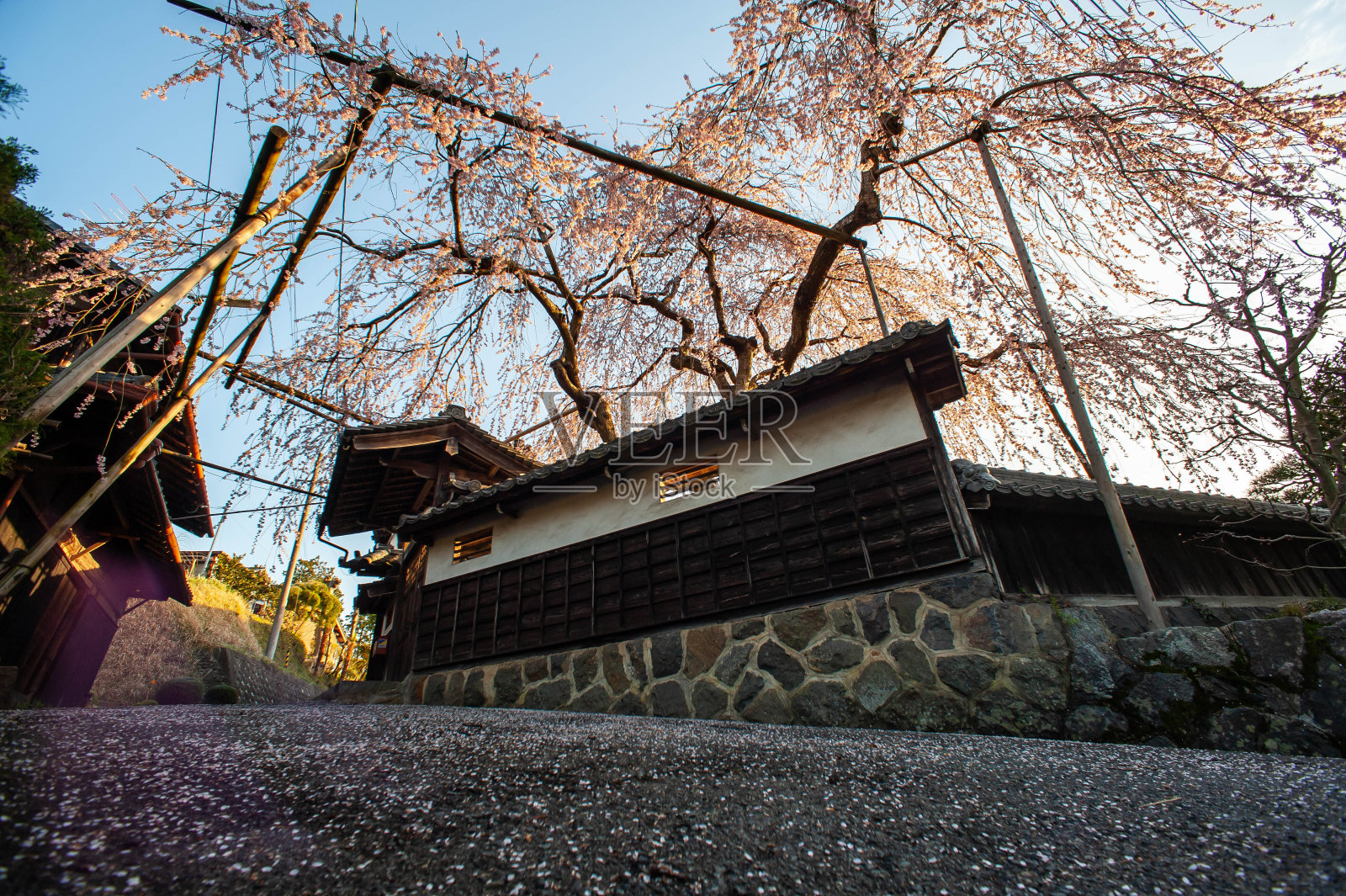 老房子和樱花散落的地面照片摄影图片