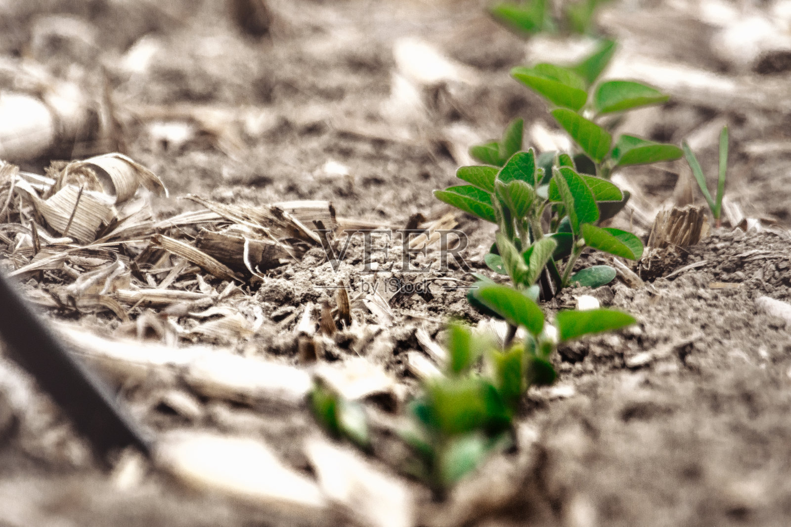 大豆免耕，直接播种照片摄影图片