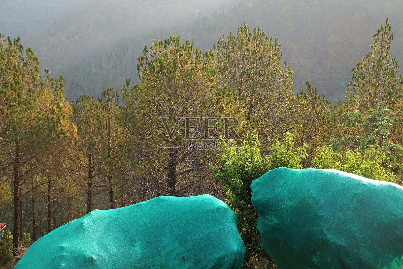 果树上覆盖着绿色的网，在山景中照片摄影图片