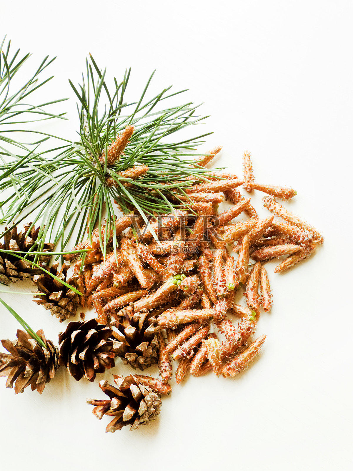 松果照片摄影图片