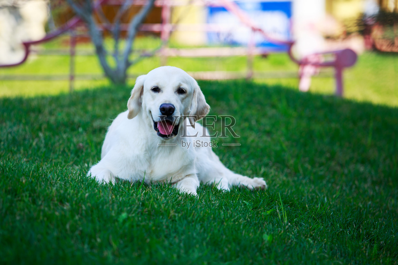 犬种为金毛猎犬照片摄影图片