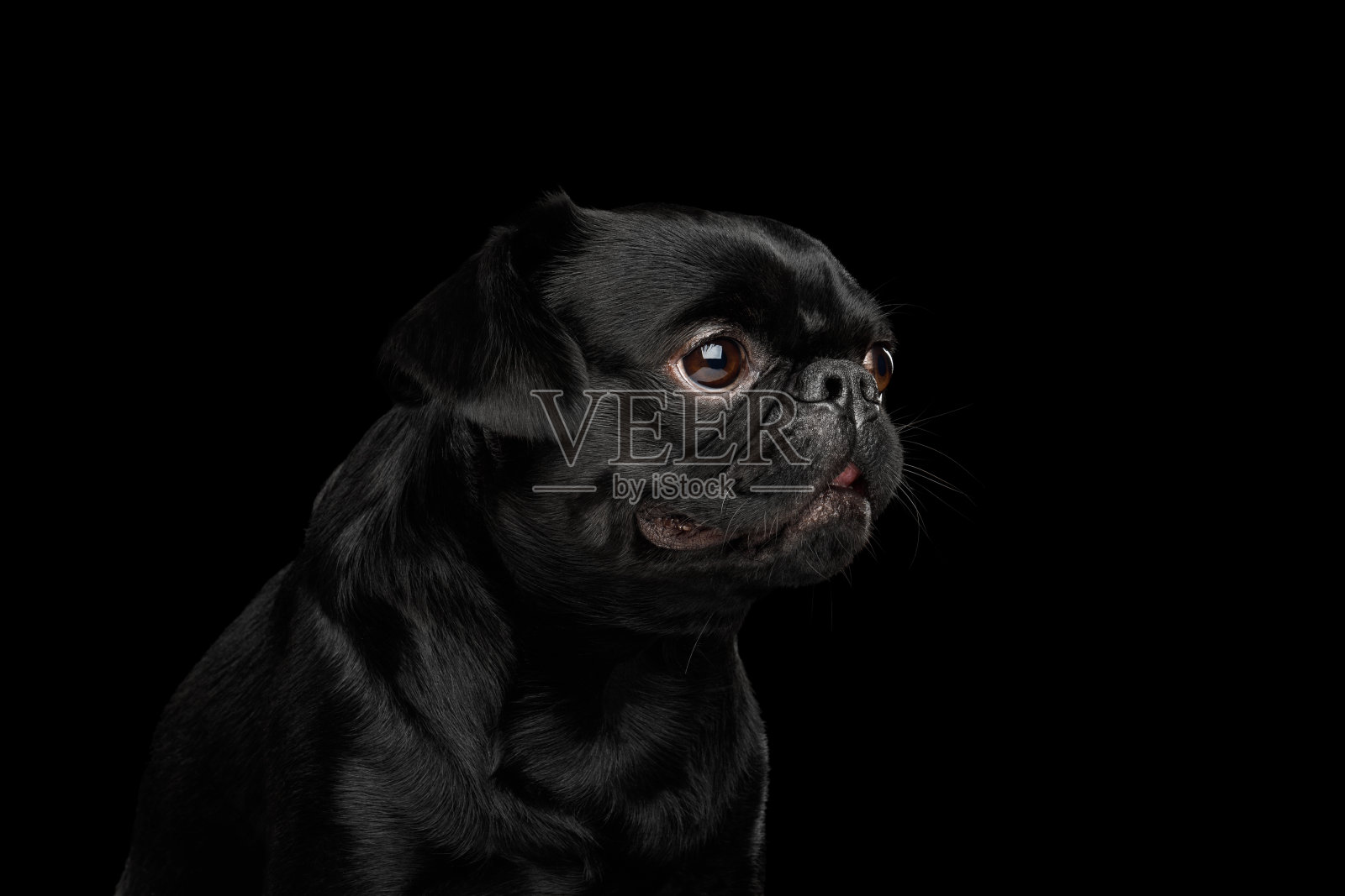 Pti Brabanson狗孤立的黑色背景照片摄影图片