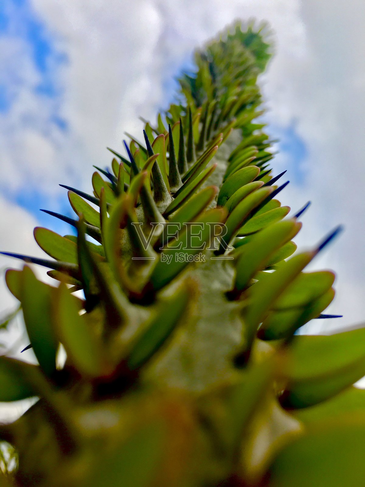 查找多汁照片摄影图片