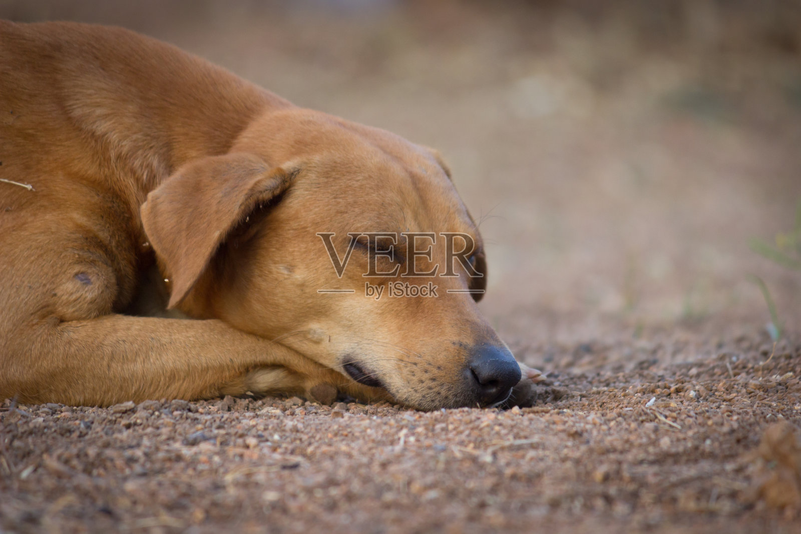狗照片摄影图片