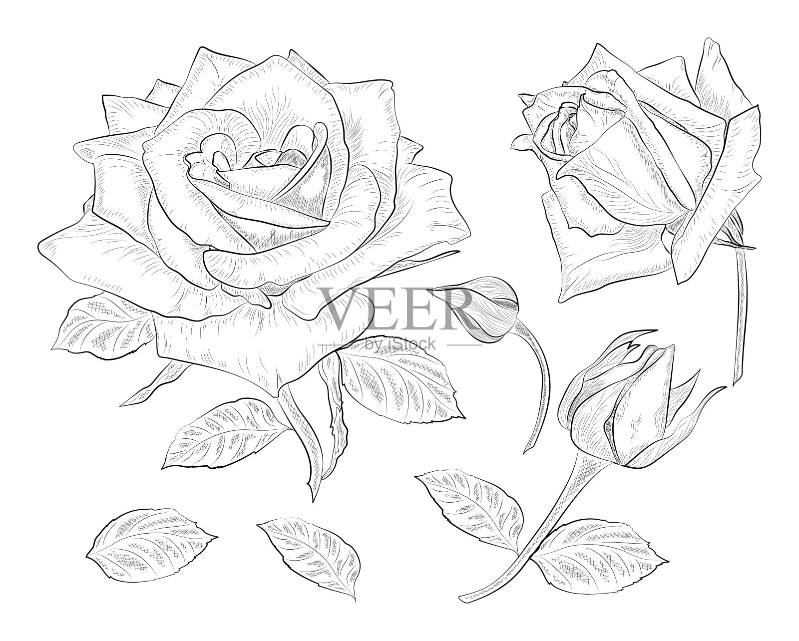 一组花玫瑰。插画图片素材