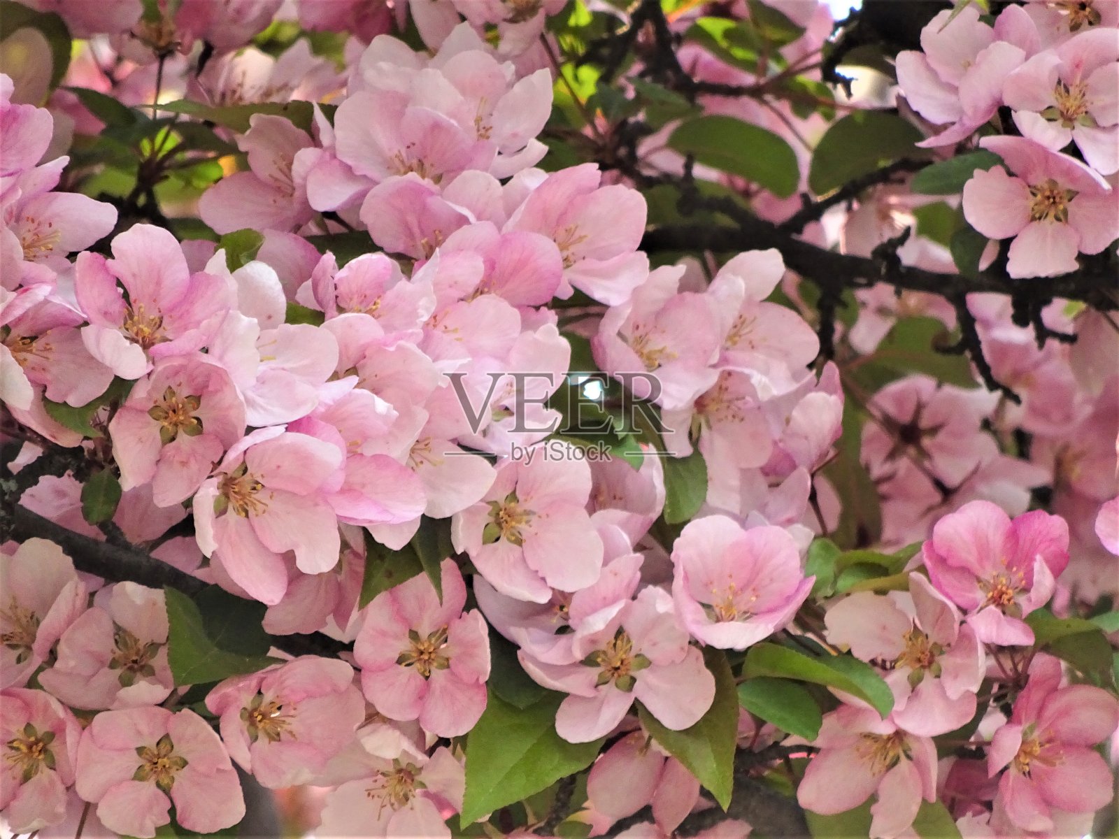 浅粉色的春天的花-第三部分照片摄影图片