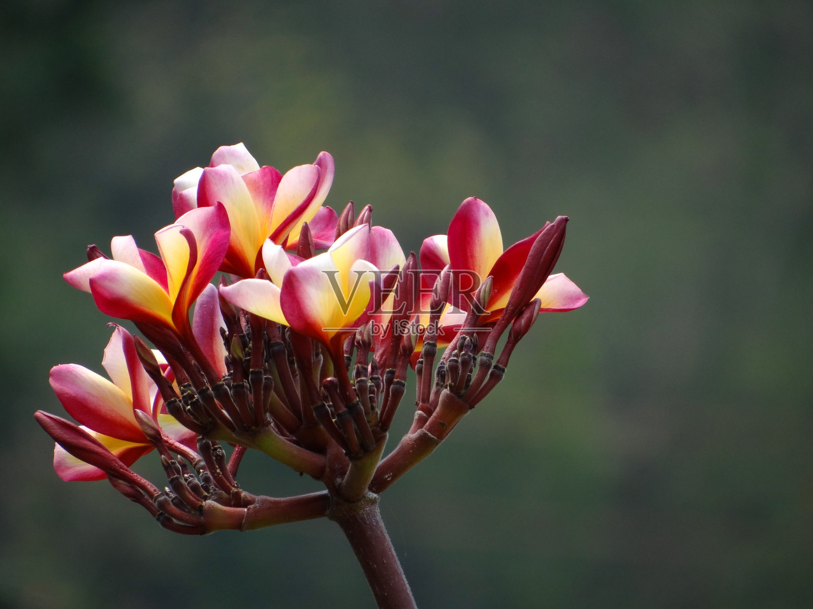 鸡蛋花花照片摄影图片