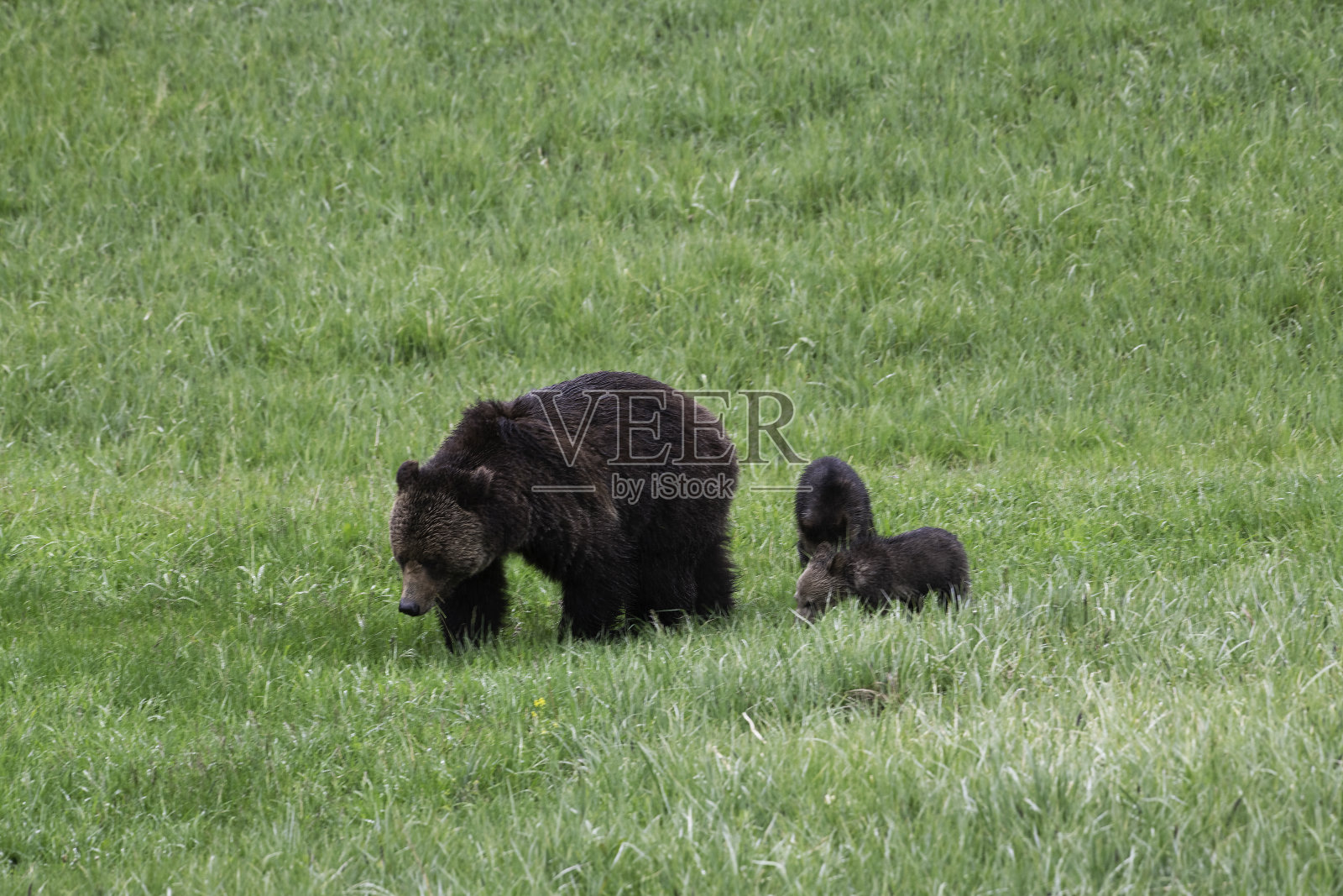 灰熊和两只小熊在雨中照片摄影图片