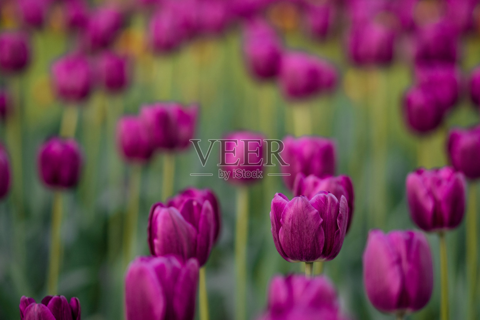 花园里开满了花蕾的紫色郁金香。照片摄影图片