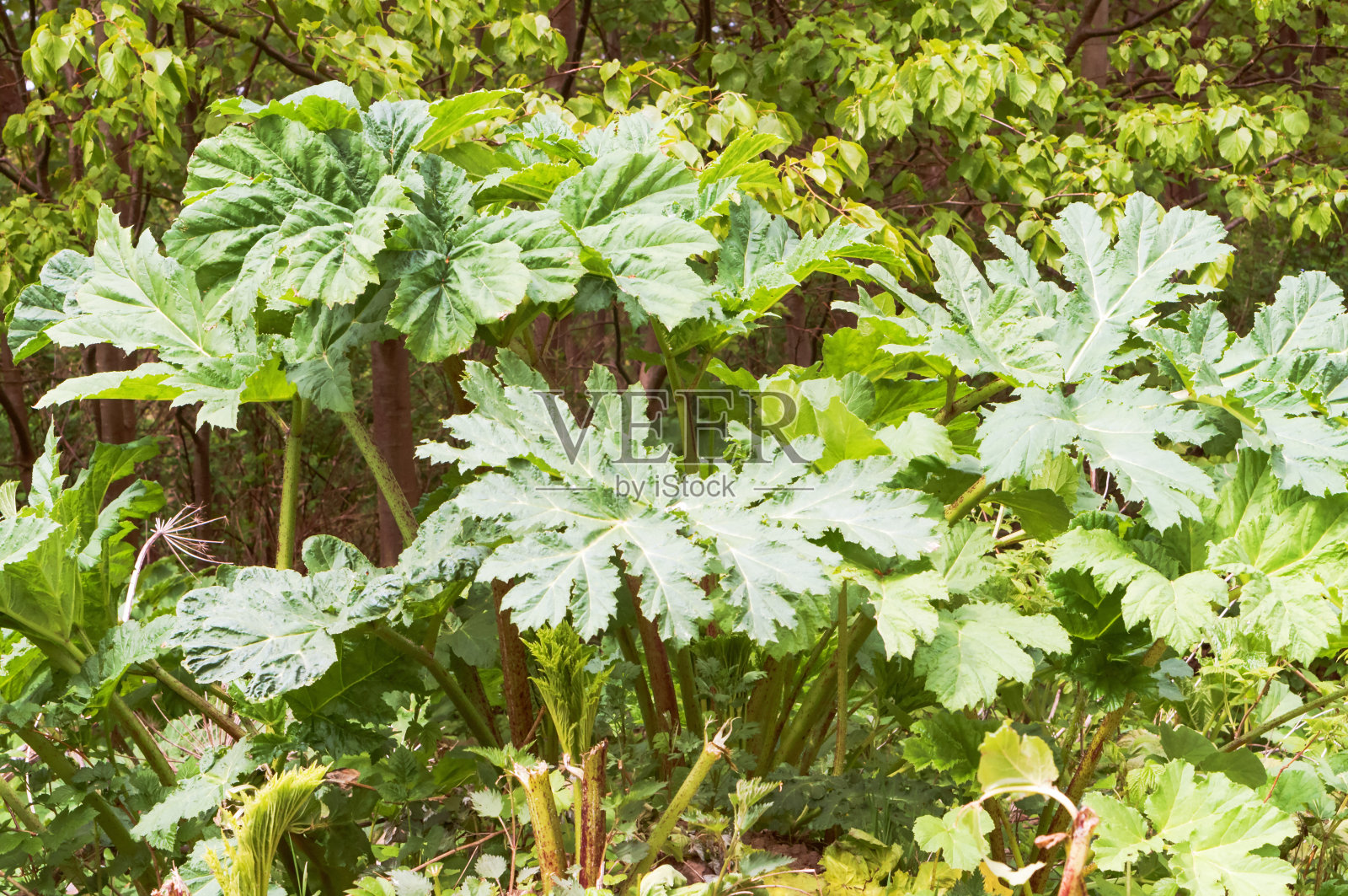 牛蒡树丛，牛蒡就在路边照片摄影图片