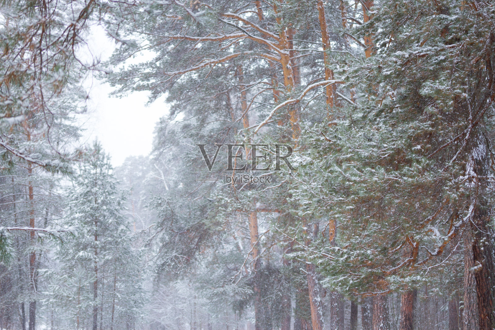 松树林形象照片摄影图片