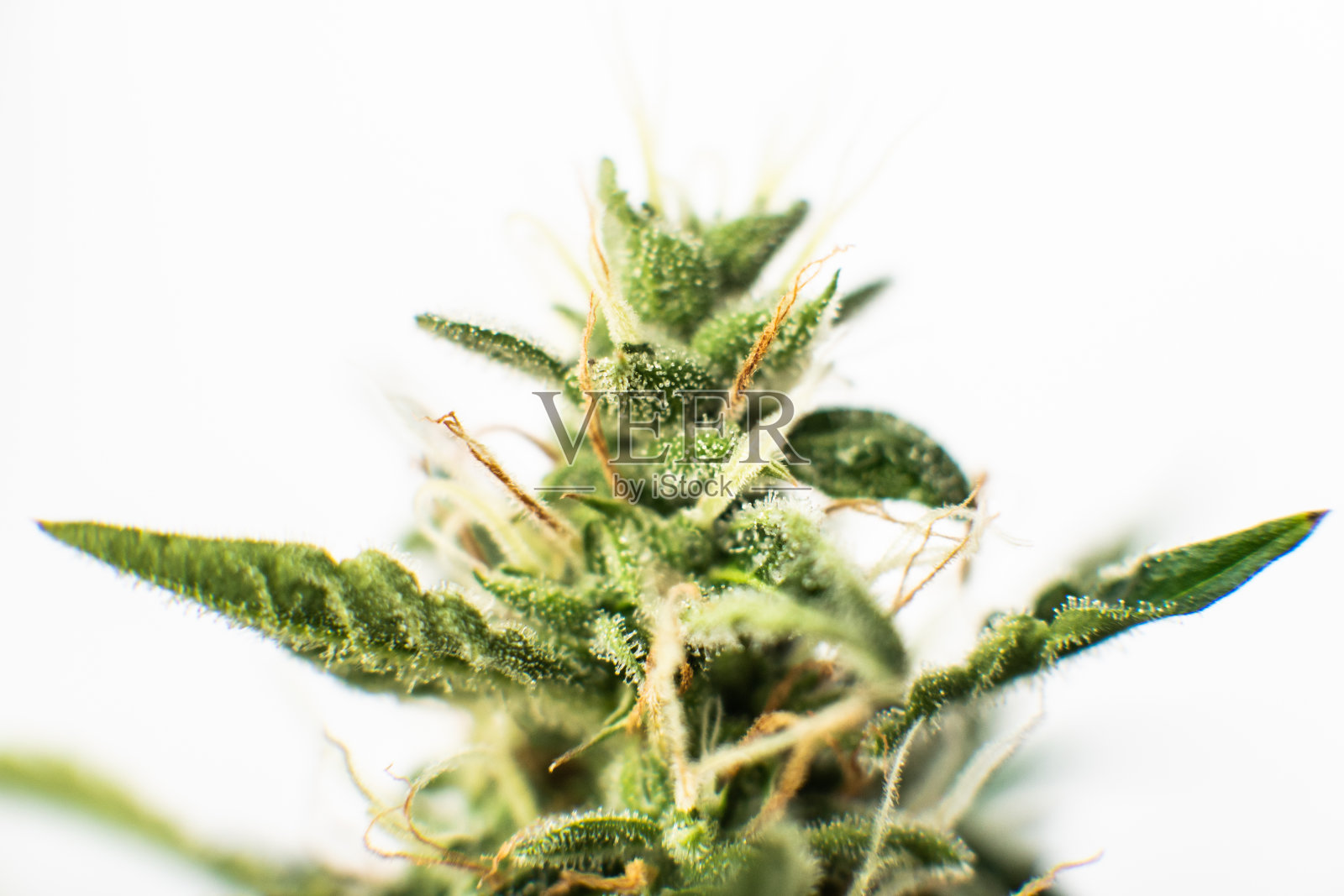 医用大麻CBD thc。在收获前萌芽大麻。微距拍摄与糖毛。照片摄影图片