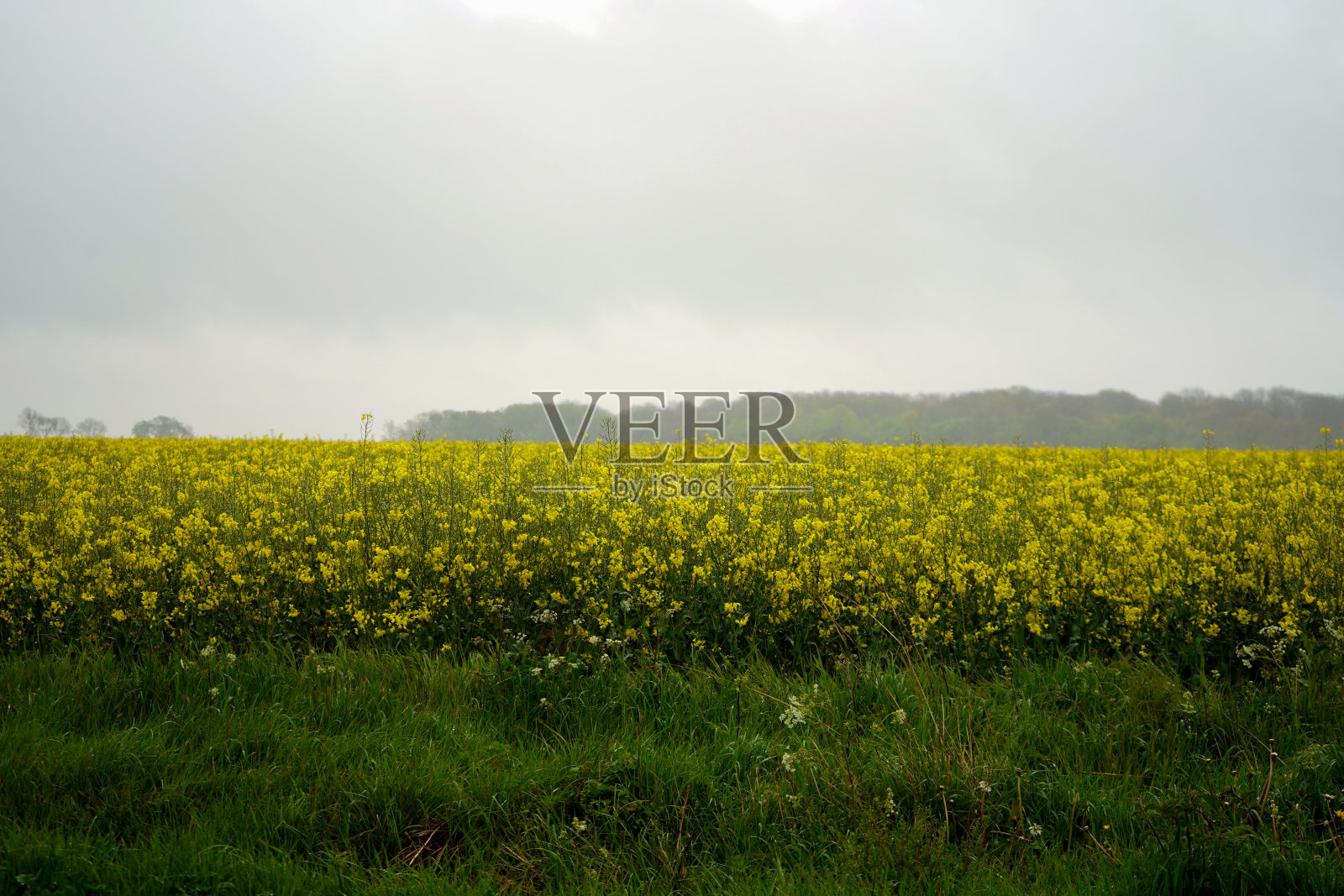 从乡间俯瞰一片油菜籽田照片摄影图片