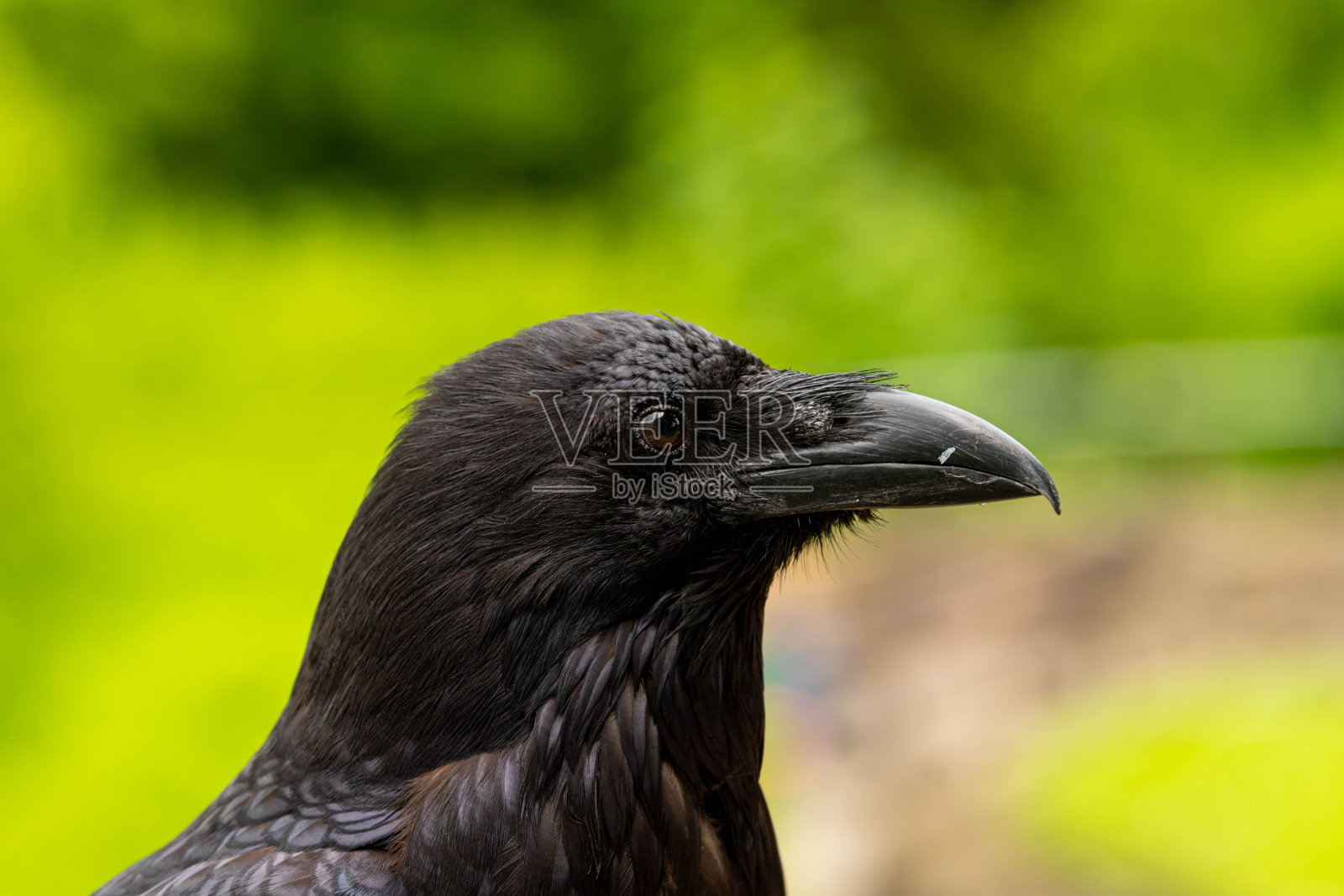 近距离的乌鸦肖像照片摄影图片